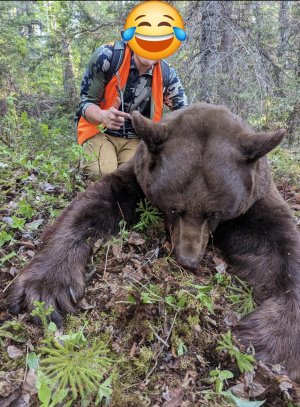 Bear1.jpg