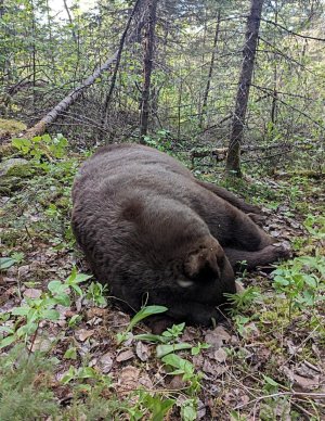 Bear2.jpg