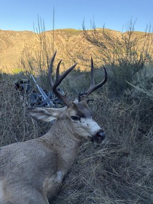2026 d11 buck.jpg