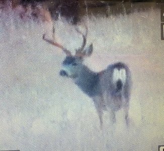 mcc buck #52.jpg