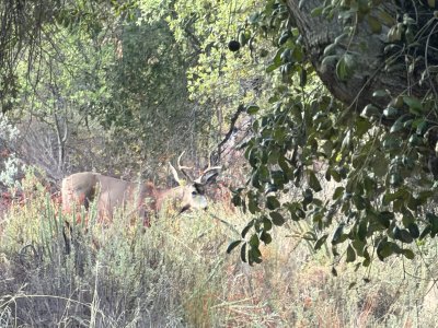 mcc buck 10-28-26.jpg