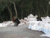 turkeys 3-2-11 026.JPG