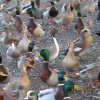 duck pics 12-24-12 024.JPG