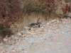 Rattle snakes 001.jpg