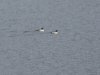 pheasant opener 2011 003.JPG