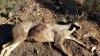 20151101_072730 copy.jpg