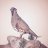 birdmanhunter123
