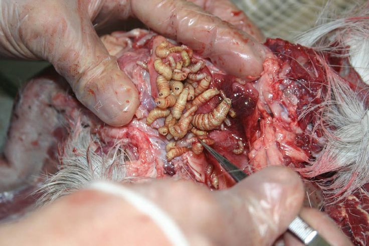 Those White Worms in Your Deer Are Just Botfly Larva