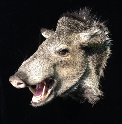 javelina.jpg