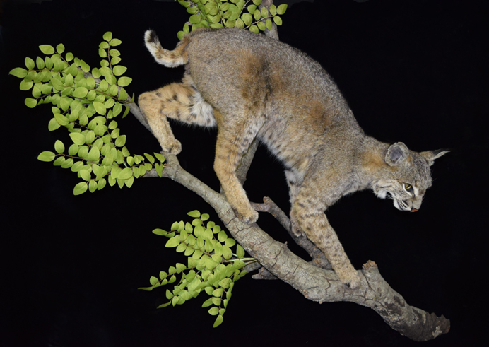 Bobcat-taxidermy.jpg