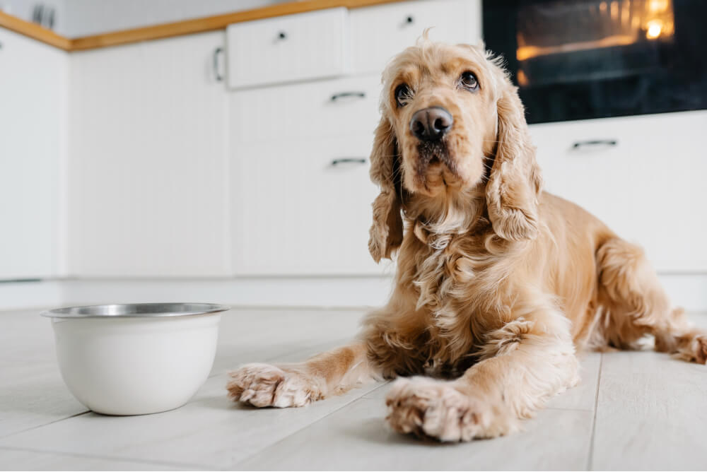 www.dogfoodadvisor.com