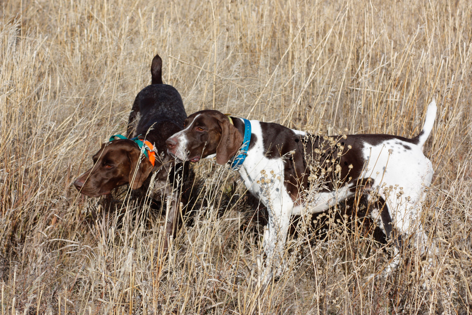 idahohuntingdogs.com