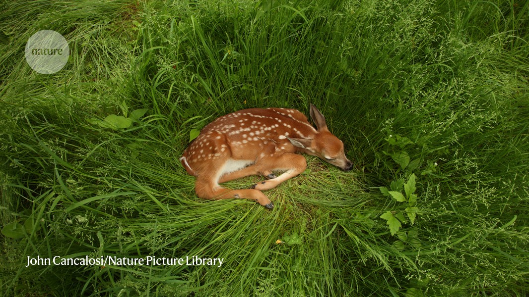 www.nature.com