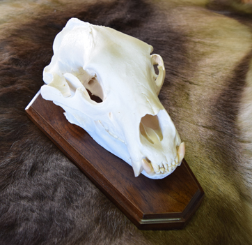 bear-skull-cleaned-bleached.jpg