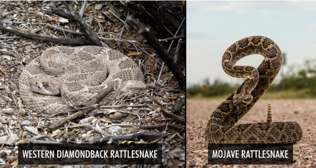 rattlesnakesolutions.com